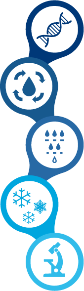 Icon: 5-step purification process of NovoSeven® RT (Coagulation Factor VIIa [Recombinant])